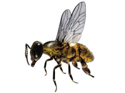 bee