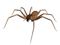 brown_recluse_spider