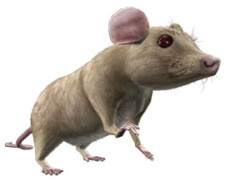 house_mouse