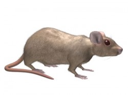 norway_rat