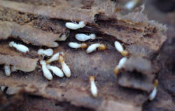 termites