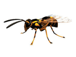 wasp